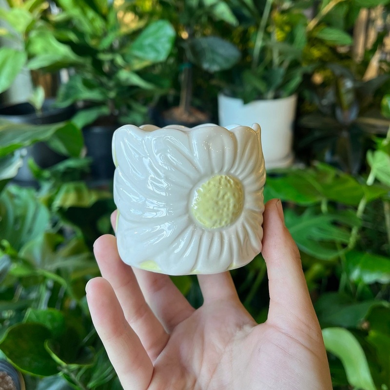 Daisy Pot|2 inch