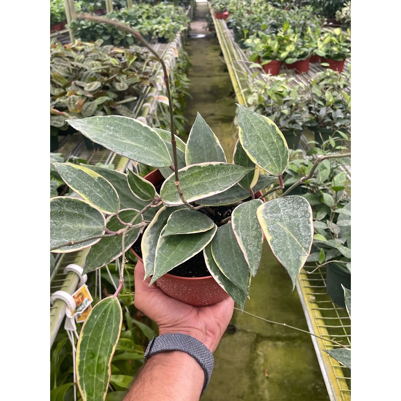 Hoya Macrophylla Variegated|6″ Pot