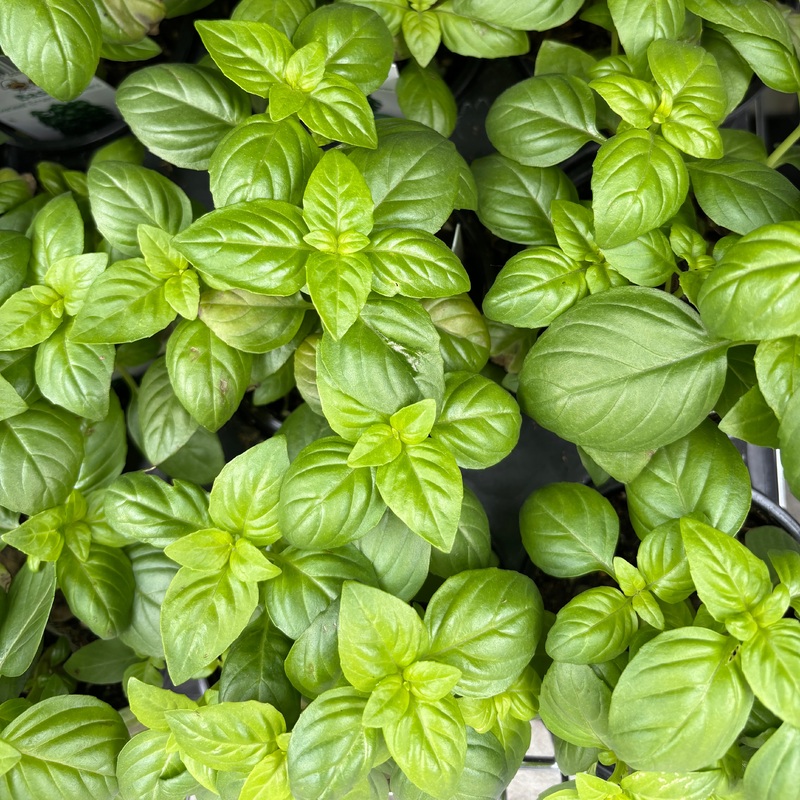 Italian Basil|4 inch