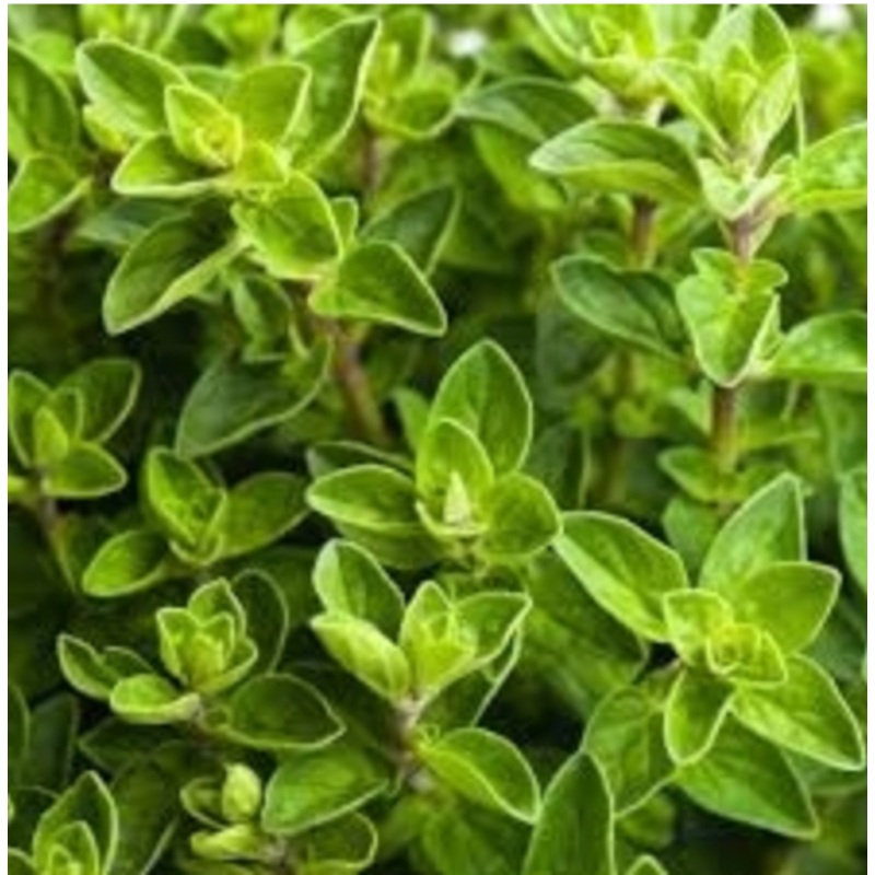 Italian Oregano|4 inch