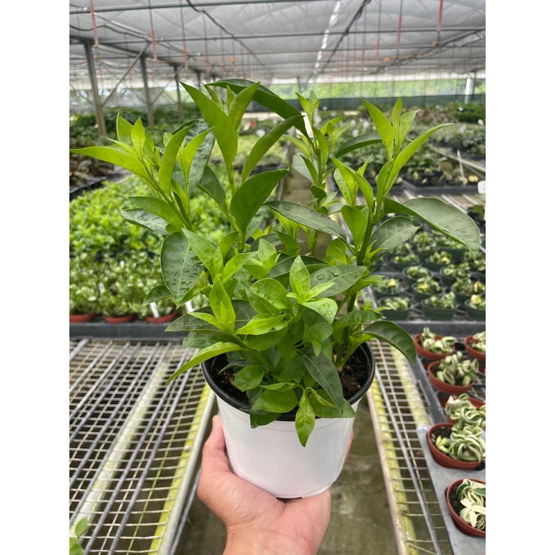 Jasmine Night|6″ Pot