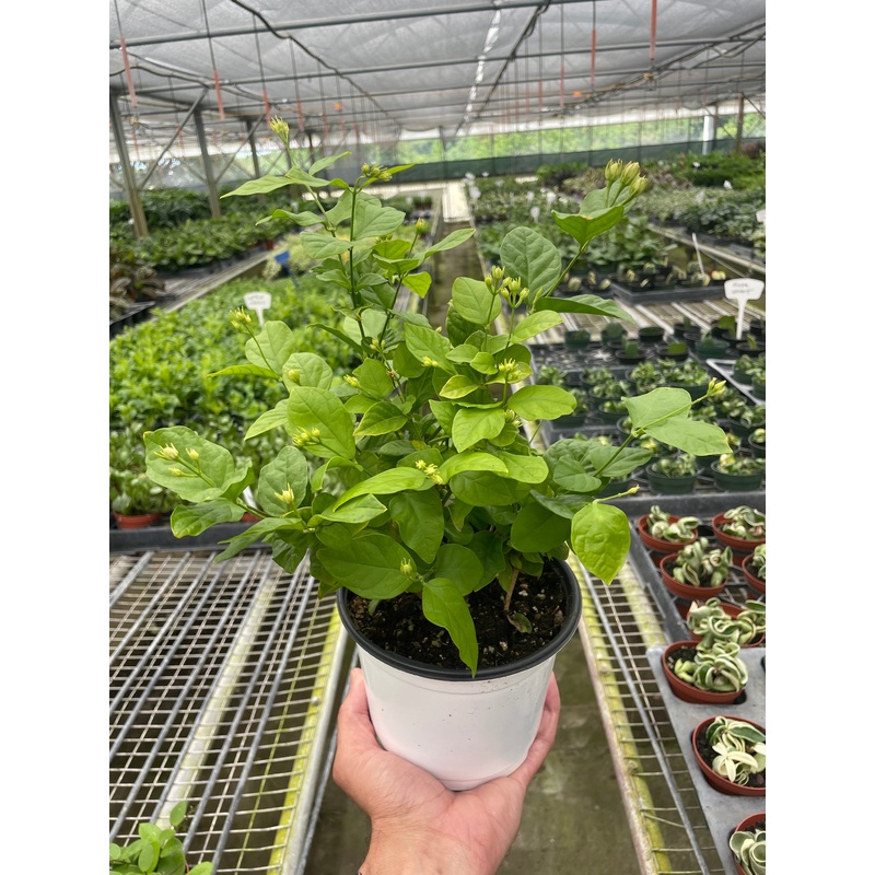 Jasmine Sambac|6″ Pot