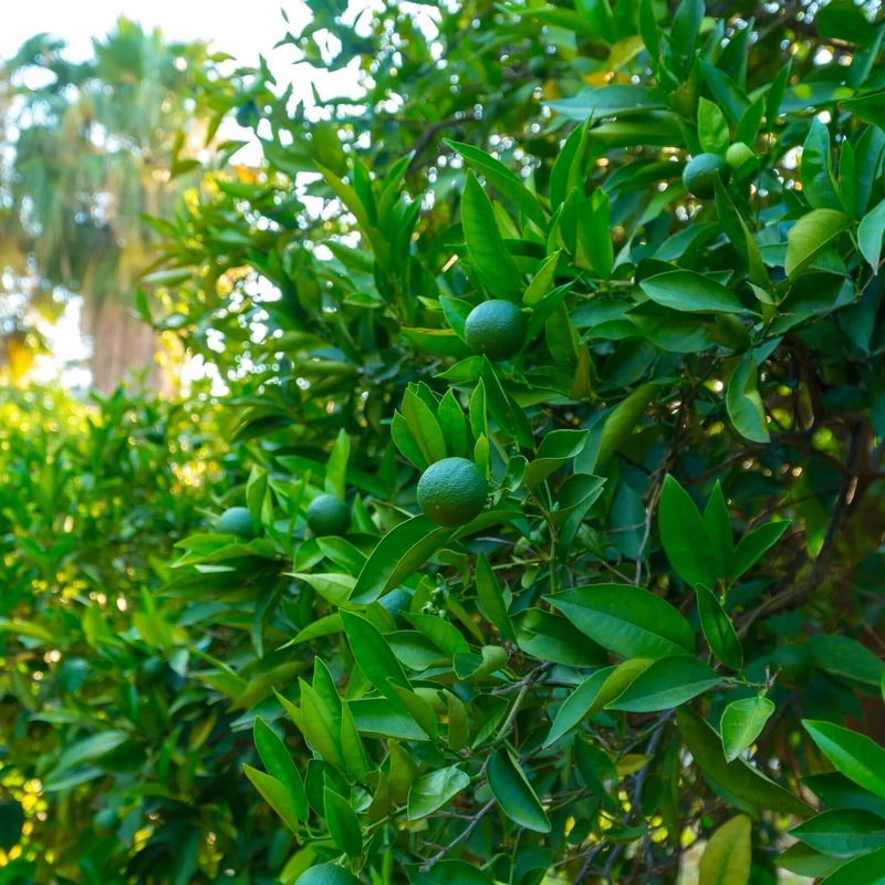 Key (Mexican) Lime Tree
