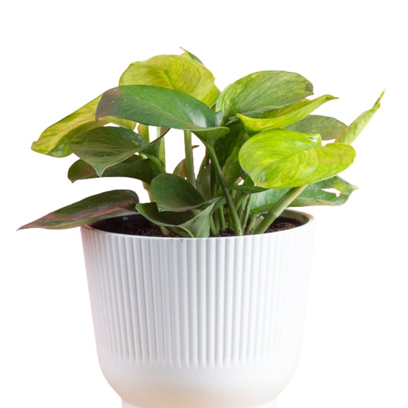 Lemon Top Pothos|6 inch