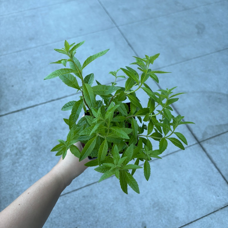 Lemon Verbena|4 inch