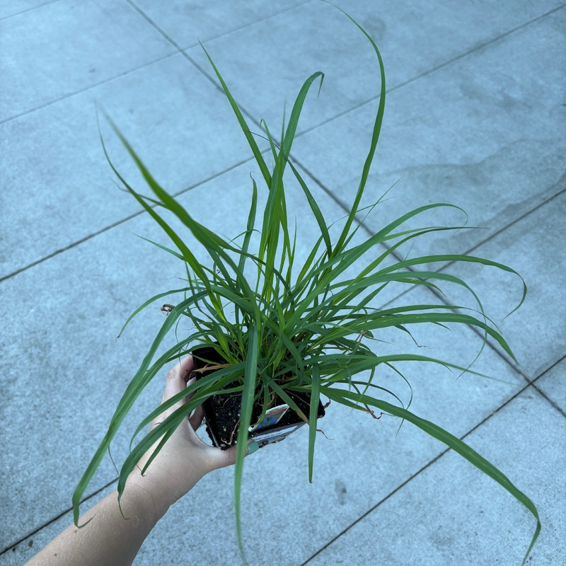 Lemongrass|4 inch