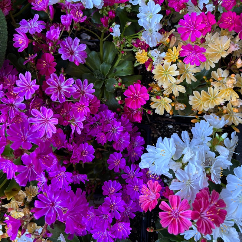 Lewisia ‘Sunset Group’|5 inch|10 inch