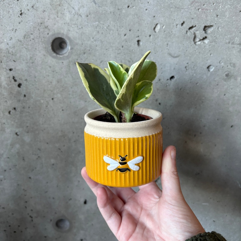 Mini Bee Planter|2 inch