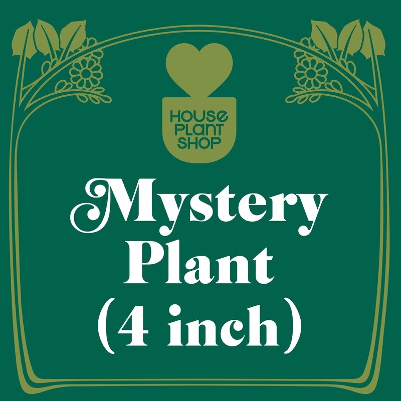 Mystery Flowering Plant|4″ Pot|6″ Pot