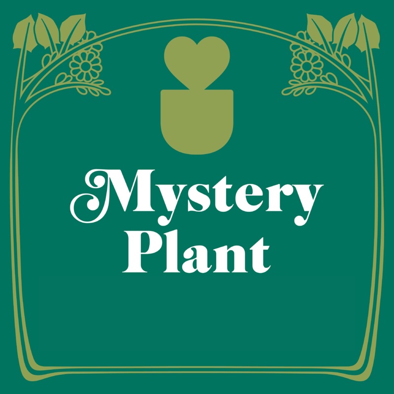 Mystery House Plant – 3 Pot|3″