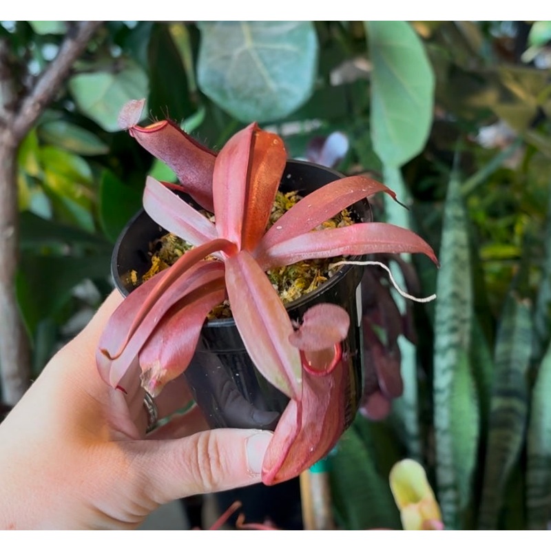 Nepenthes x Rebecca Soper|3.5 inch