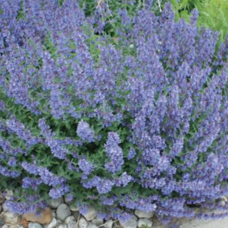 Nepeta|4 inch