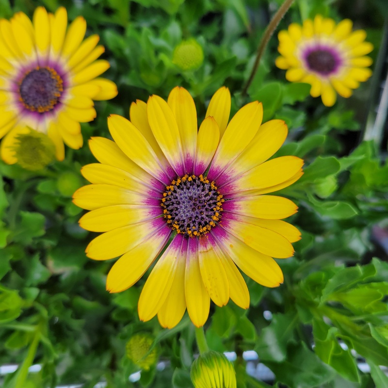Osteospermum|4 inch