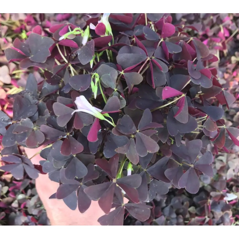 Oxalis ‘Ebony Allure’|2 inch|4 inch