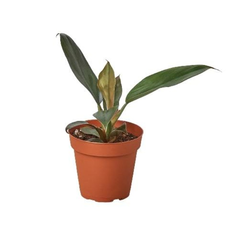 Philodendron Black Cardinal|4″ Pot