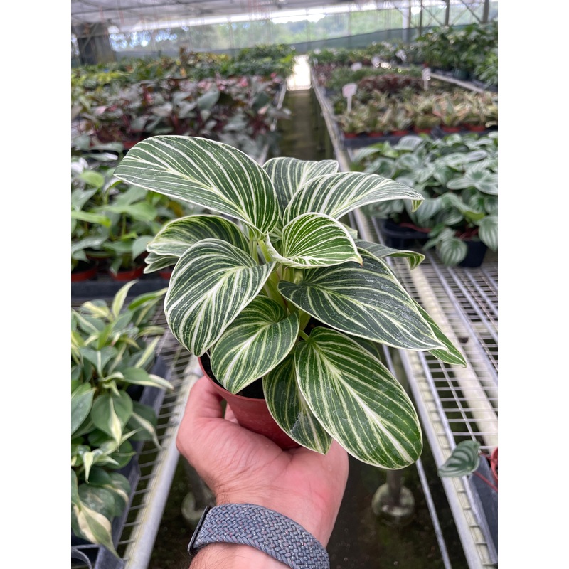 Philodendron White Measure|4″ Pot