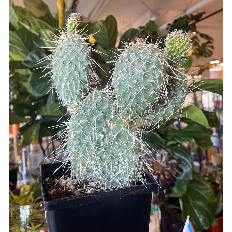 Plains Prickly Pear|6 inch