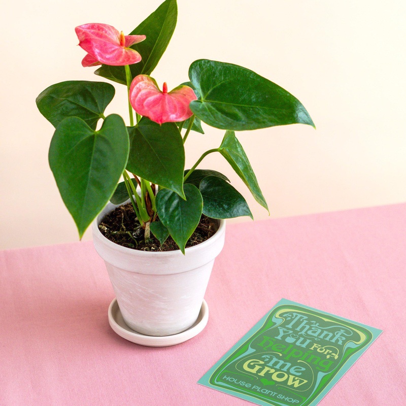 Pre-Potted Anthurium ‘Pink’ – White Terra Cotta