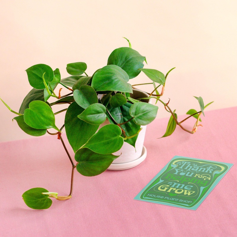 Pre-Potted Philodendron Cordatum Heartleaf – White Terra Cotta