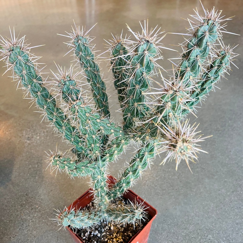 Purple Cholla|6 Inch