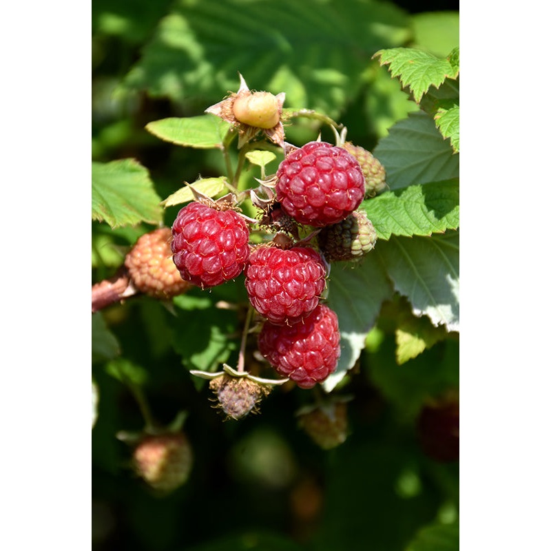 Raspberry ‘Boyne’|6 inch