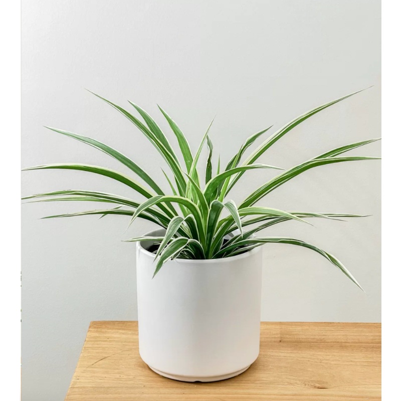 Reverse Spider Plant|4 inch|10 inch (hanging basket)