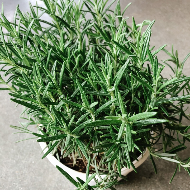 Rosemary|4 inch|8 Inch