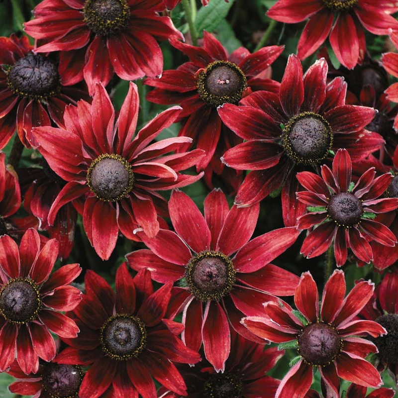 Rudbeckia ‘Cherry Brandy’|6 inch