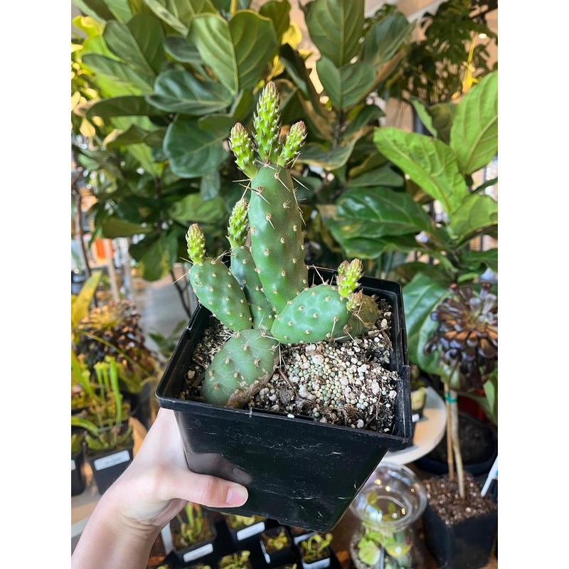 Rutila Pink Prickly Pear|6 inch