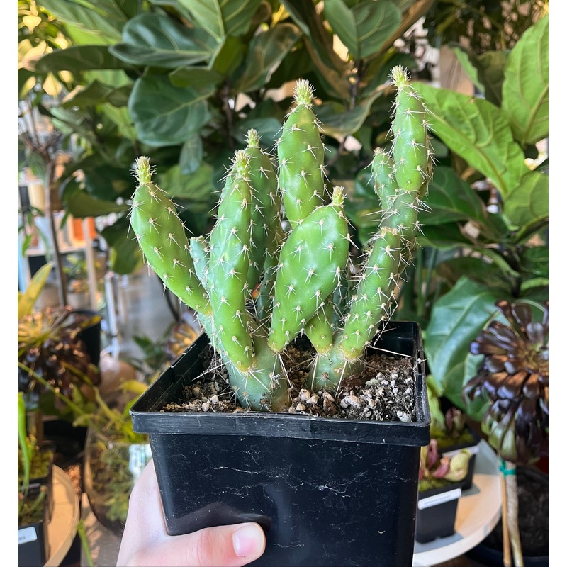 Sand Prickly Pear|6 inch
