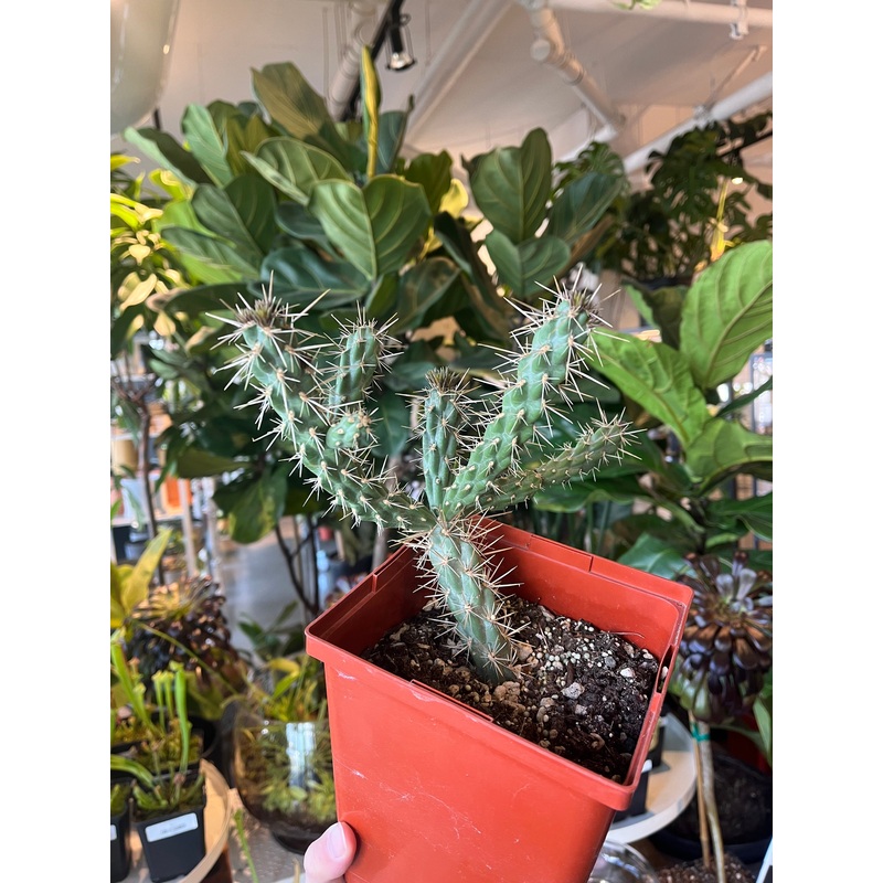 Santa Fe Cholla|6 inch