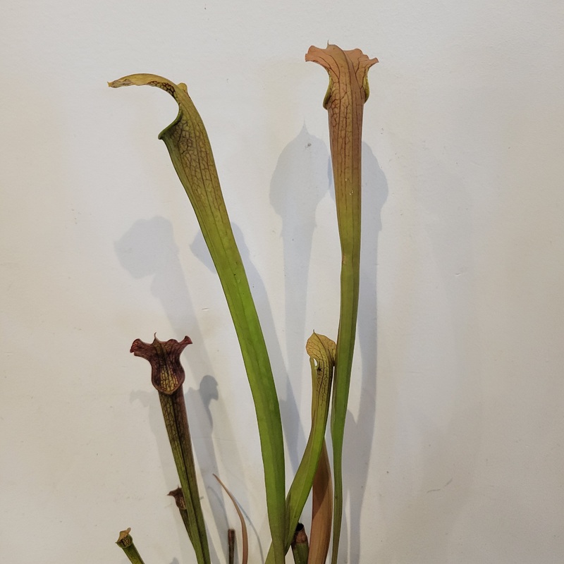 Sarracenia Alabamensis|4 inch