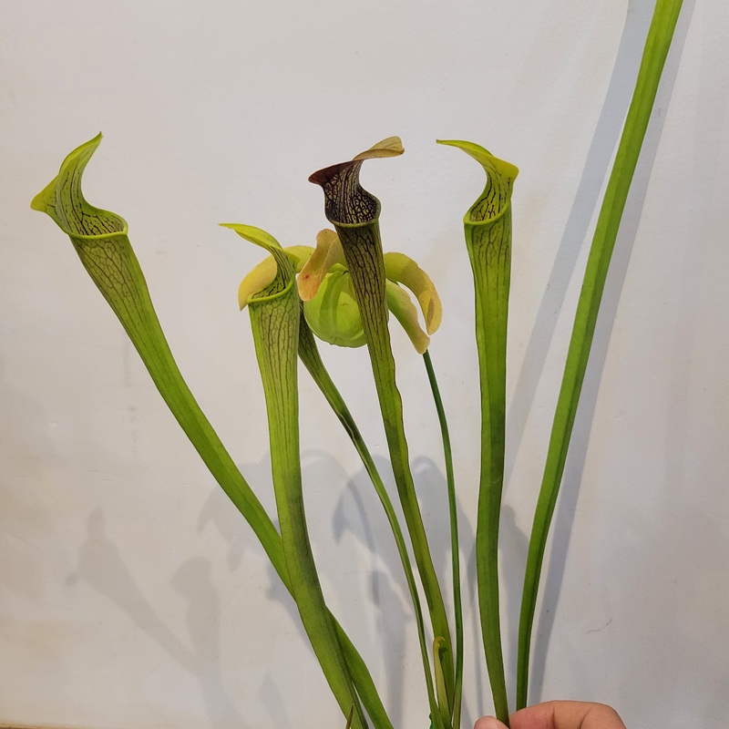 Sarracenia Alata|4 inch
