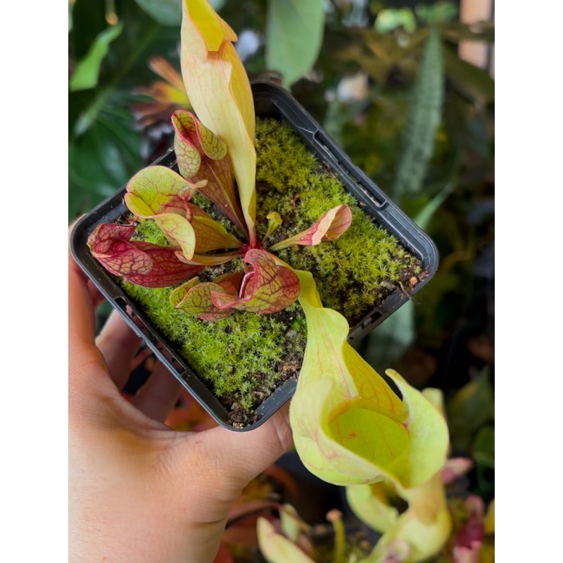 Sarracenia Purpurea|3.5 inch