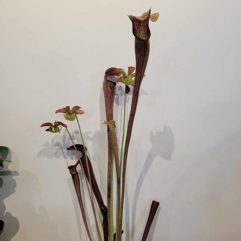 Sarracenia Rubra ‘Long Lid’|4 inch