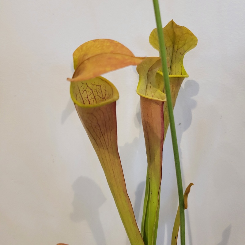 Sarracenia ‘Wherryi’|4 inch