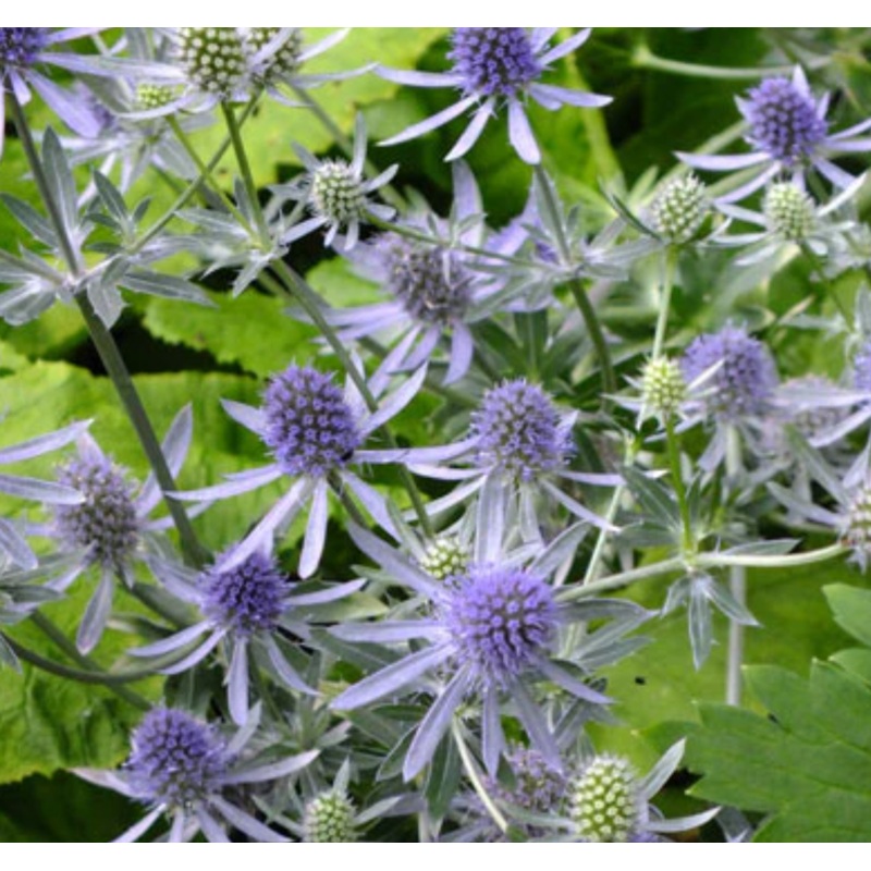 Sea Holly ‘Blue Glitter’|6 inch