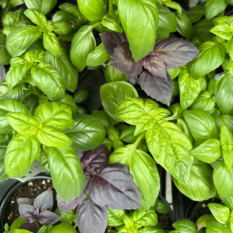 SimplyHerbs Try Basil|4 inch|6 inch