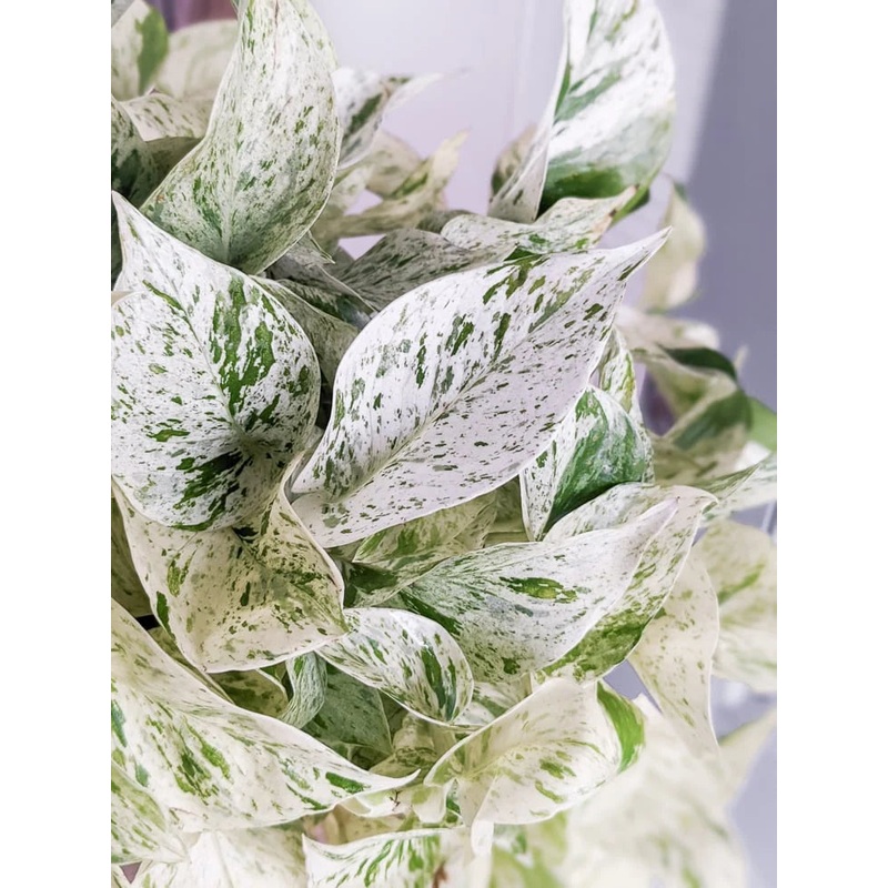 ‘Snow Queen’ Pothos|6 inch