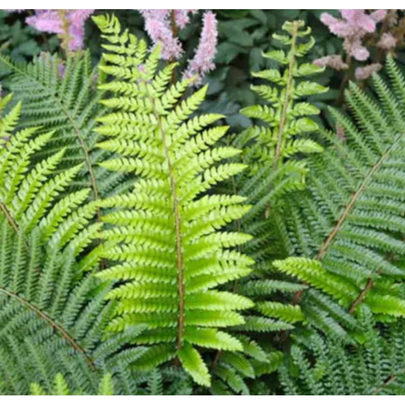 Soft Shield Fern|5 inch