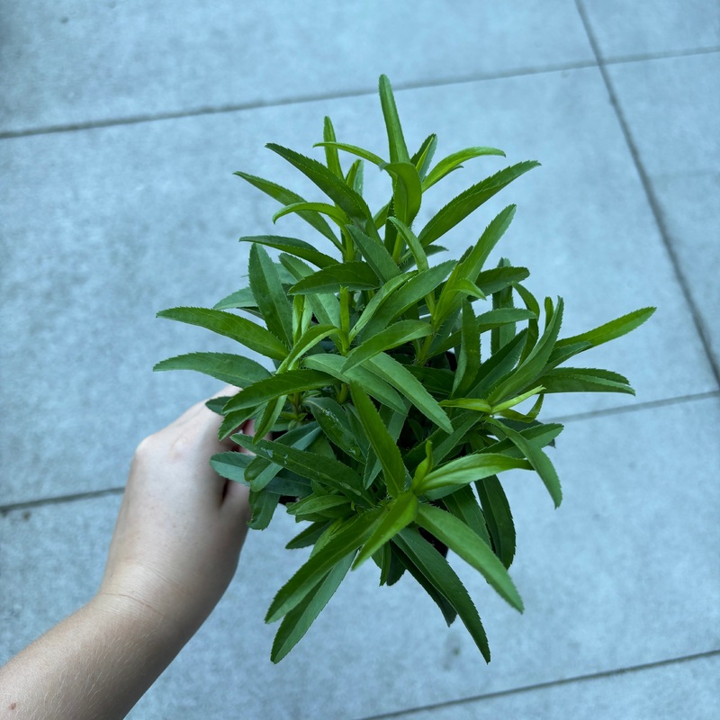 Spanish Terragon|4 inch