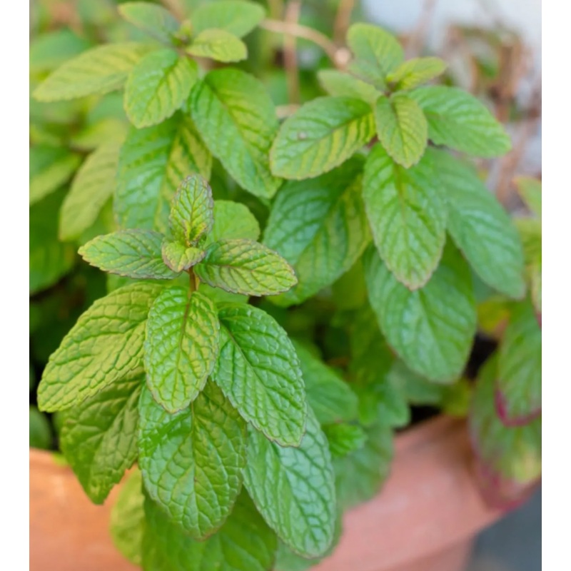 Spearmint|4 inch