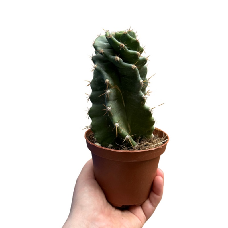 Spiral Cactus|3 inch