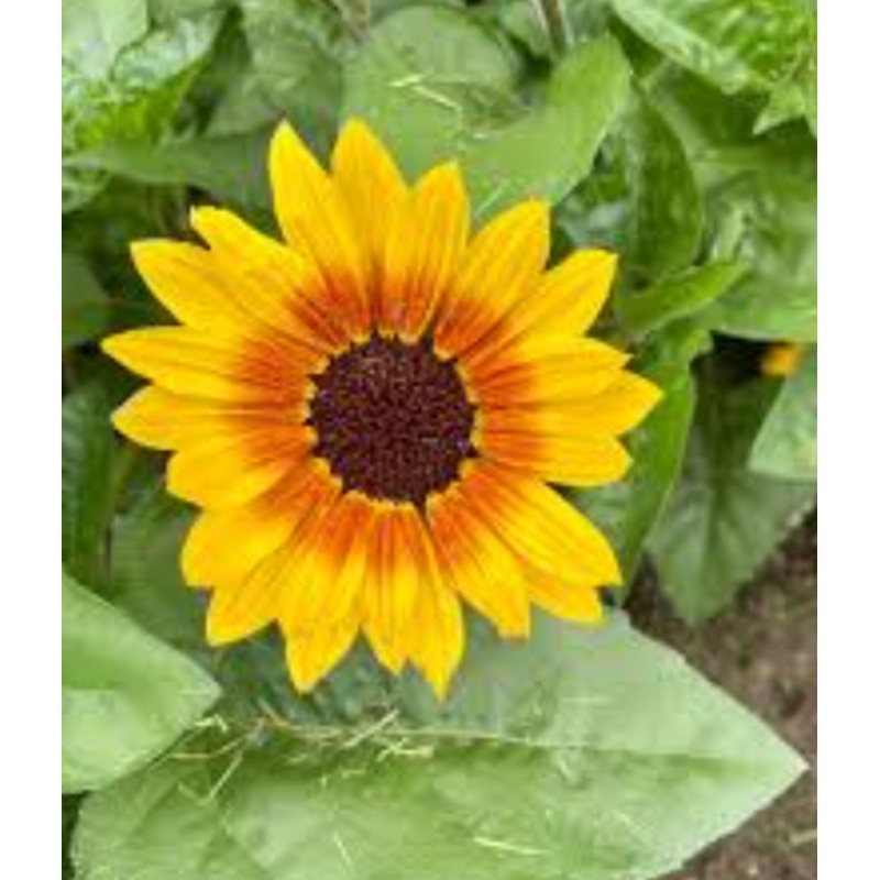 Sunflower ‘Sol Seeker’|6 inch