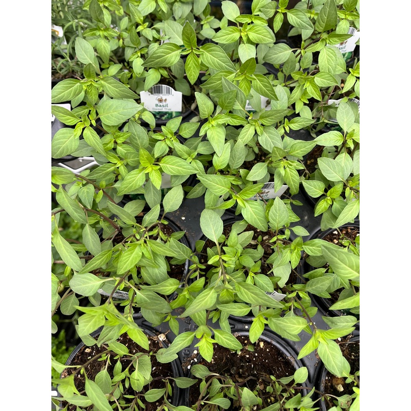 Sweet Thai Basil|4 inch