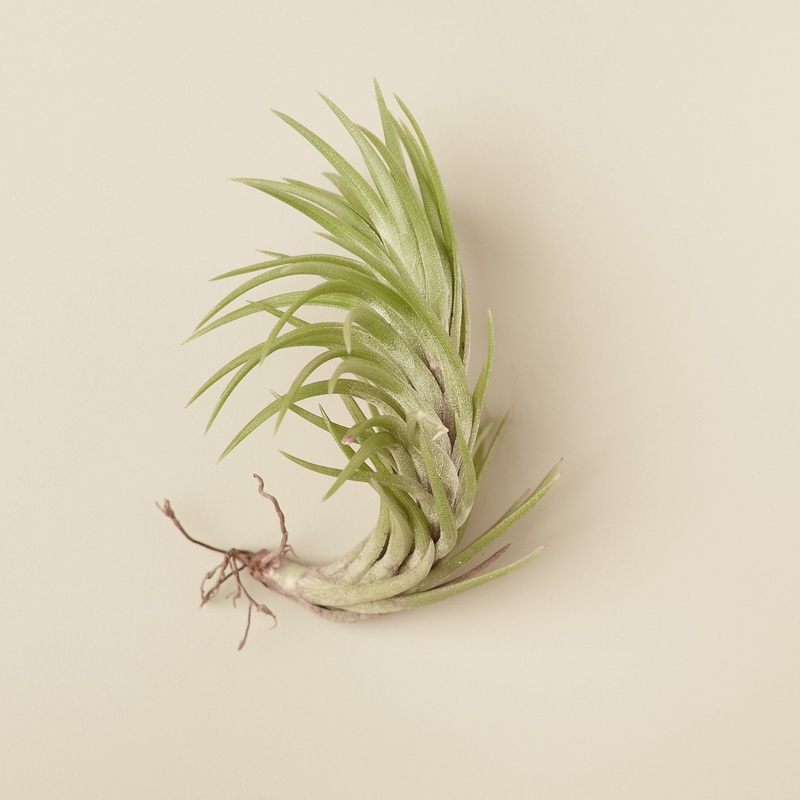 Tillandsia Air Plant Araujei|1|5|10|25