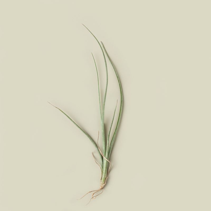 Tillandsia Air Plant Baileyi|1