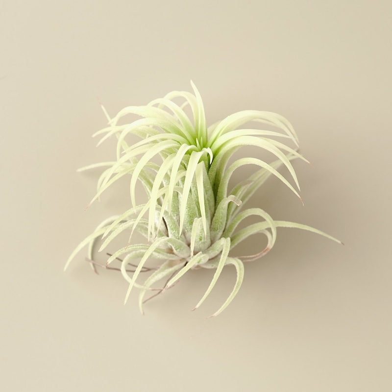 Tillandsia Ionantha ‘Mexico’ Air Plants – 1.75 Inch