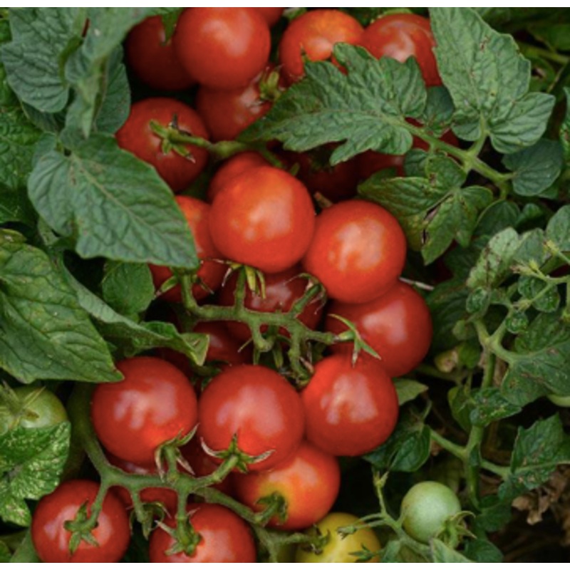 Tomato ‘Little Bing’|10 inch