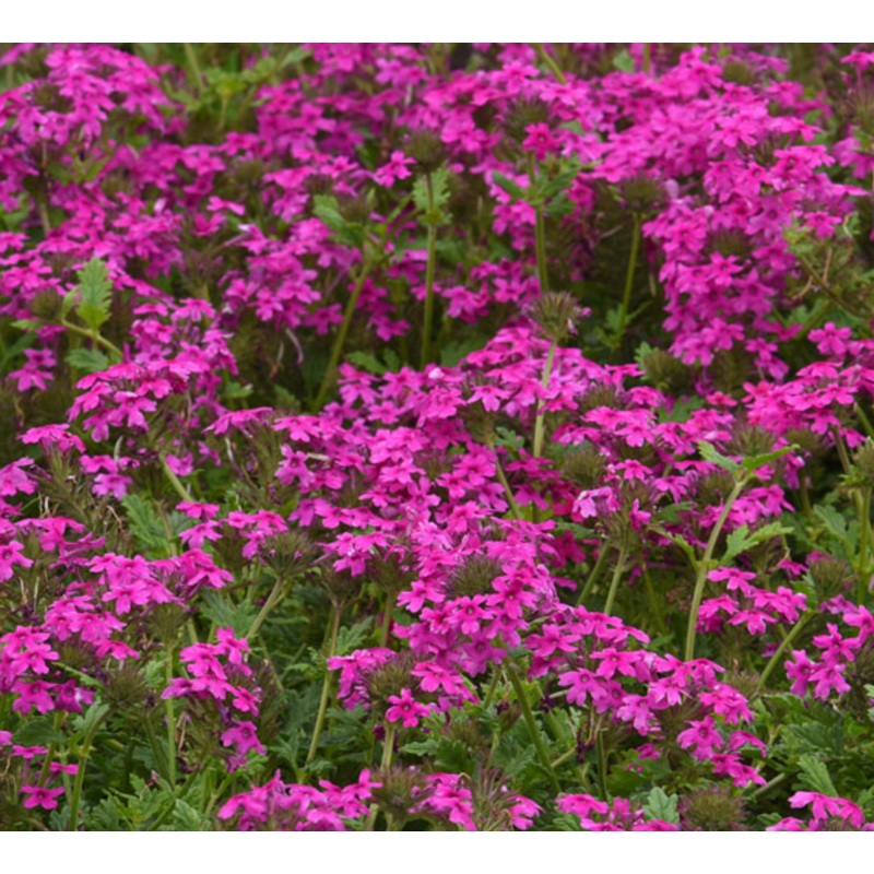 Verbena ‘Homestead Hot Pink’|6 inch